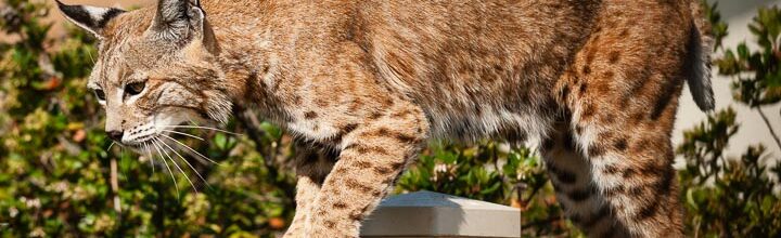 Banning, CA: The Bobcats Are Back