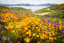 California Super Bloom: Winter Rains Result in Spectacular Spring Wildflowers