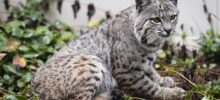 Banning, CA:  Bobcat in my Back Yard