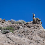 Whitewater, CA: Bighorn Sheep Keep Watch From Above