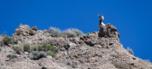 Whitewater, CA: Bighorn Sheep Keep Watch From Above
